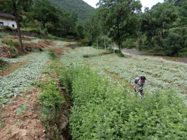 七里沟种艾叶:多了一条脱贫致富路