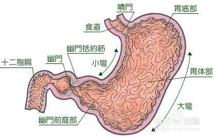 胃病都艾灸哪些穴位