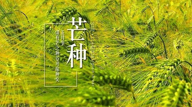 芒种夏始,节气灸调理肠胃正当时!