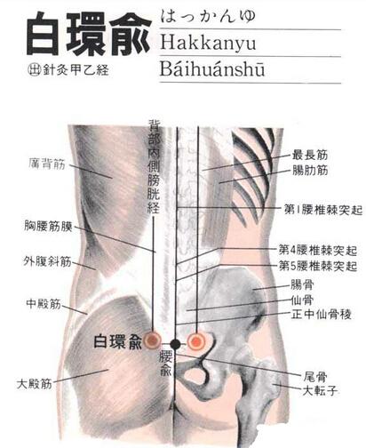 白环俞的准确穴位图及功效作用