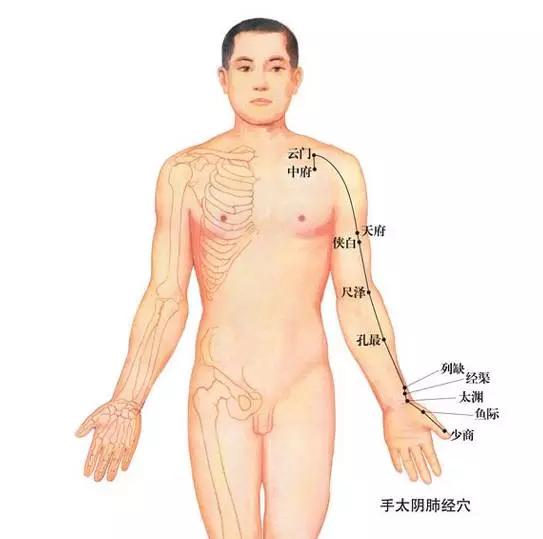 十二经脉循行要穴及各部常见病症总结