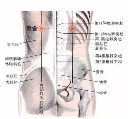 意舍穴的准确穴位图